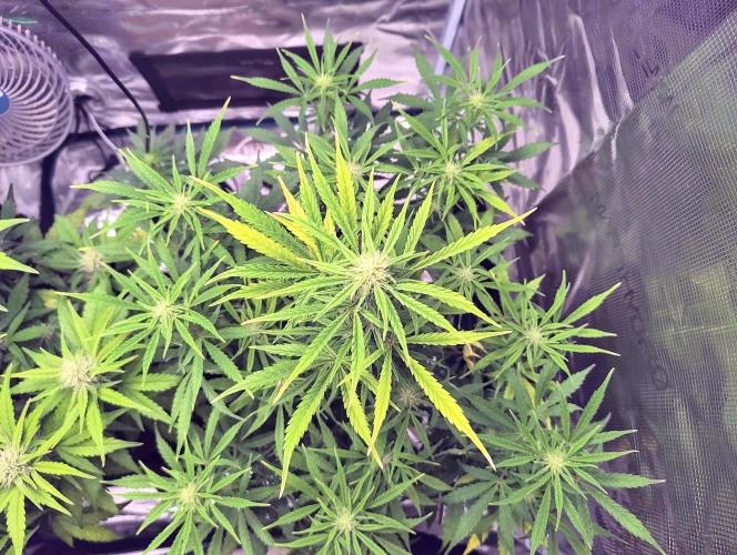 Fridolin420. Week 7 - Gelonade Auto 
#ZamnesiaSeeds