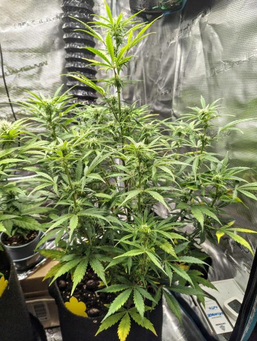 Fridolin420. Week 7 - Gelonade Auto 
#ZamnesiaSeeds