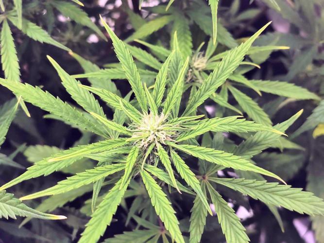 Fridolin420. Week 7 - Gelonade Auto 
#ZamnesiaSeeds