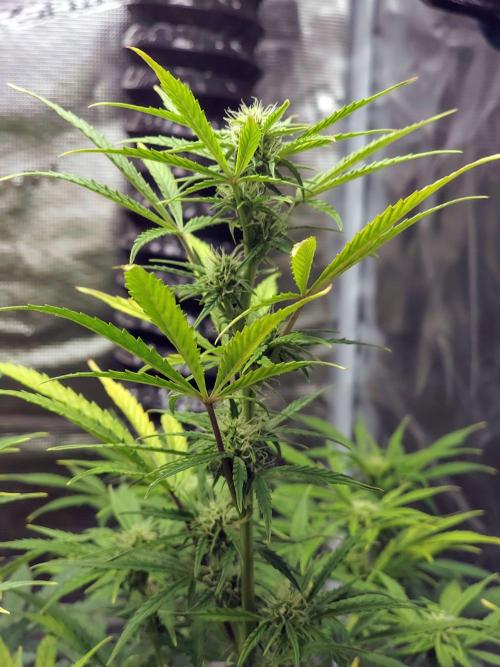 Fridolin420. Week 7 - Gelonade Auto 
#ZamnesiaSeeds