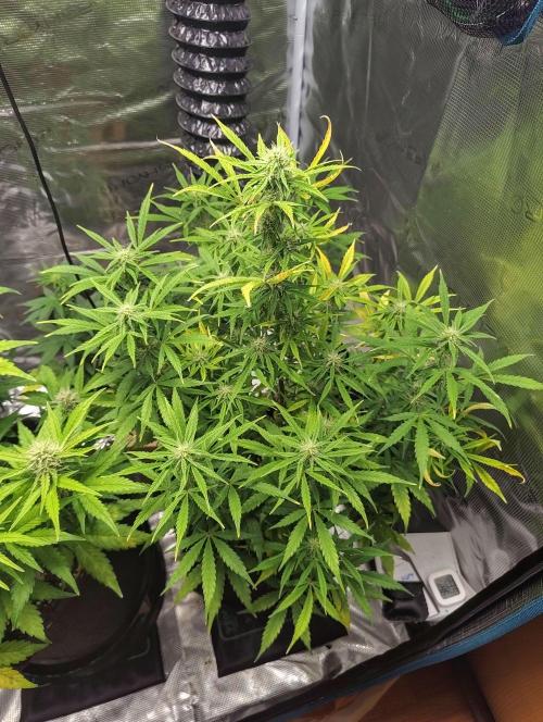 Fridolin420. Week 8 - Gelonade Auto 
#zamnesiaseeds