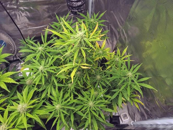 Fridolin420. Week 8 - Gelonade Auto 
#zamnesiaseeds