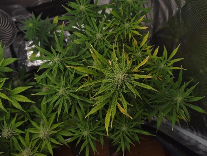 Fridolin420. Week 8 - Gelonade Auto 
#zamnesiaseeds