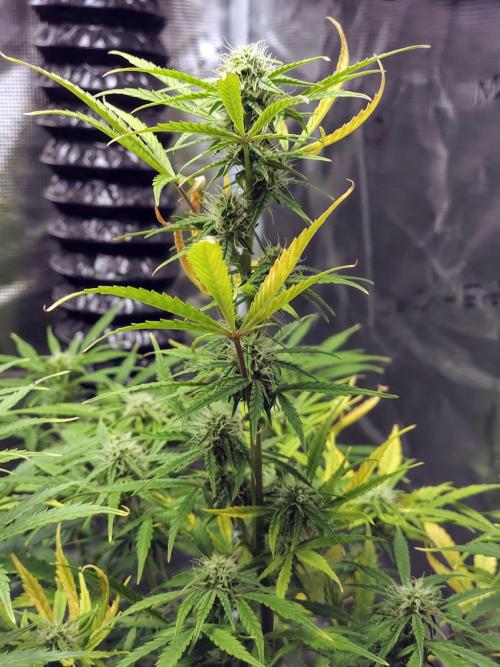 Fridolin420. Week 8 - Gelonade Auto 
#zamnesiaseeds