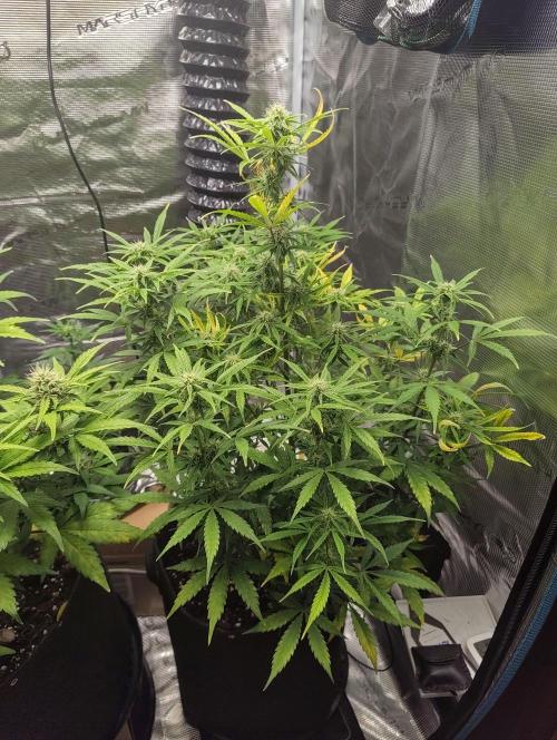 Fridolin420. Week 8 - Gelonade Auto 
#zamnesiaseeds