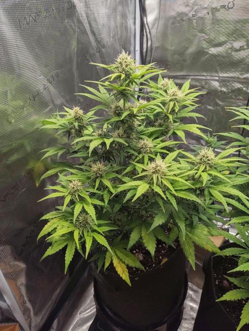 Fridolin420. Week 8 - Lava Cake 
#zamnesiaseeds