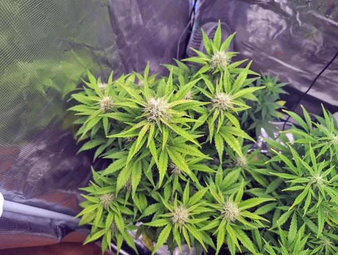 Fridolin420. Week 8 - Lava Cake 
#zamnesiaseeds
