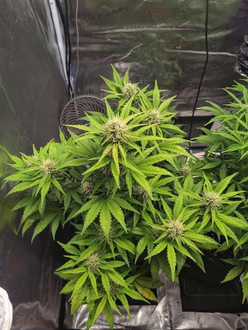 Fridolin420. Week 8 - Lava Cake 
#zamnesiaseeds