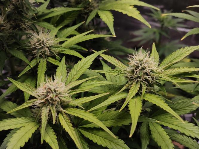 Fridolin420. Week 8 - Lava Cake 
#zamnesiaseeds