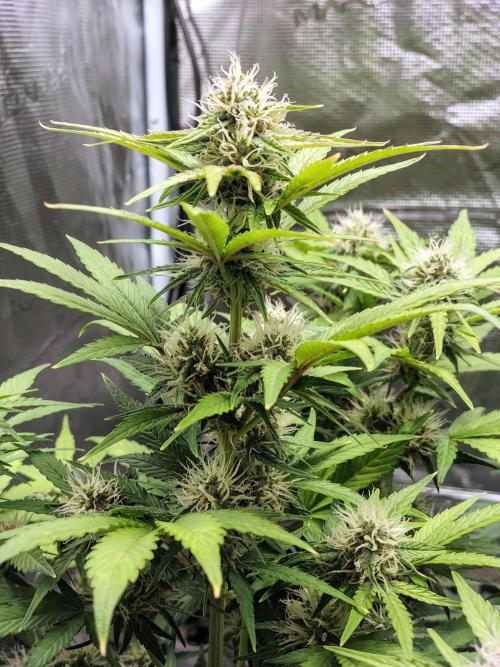Fridolin420. Week 8 - Lava Cake 
#zamnesiaseeds