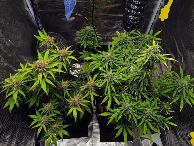 Fridolin420. Week 10