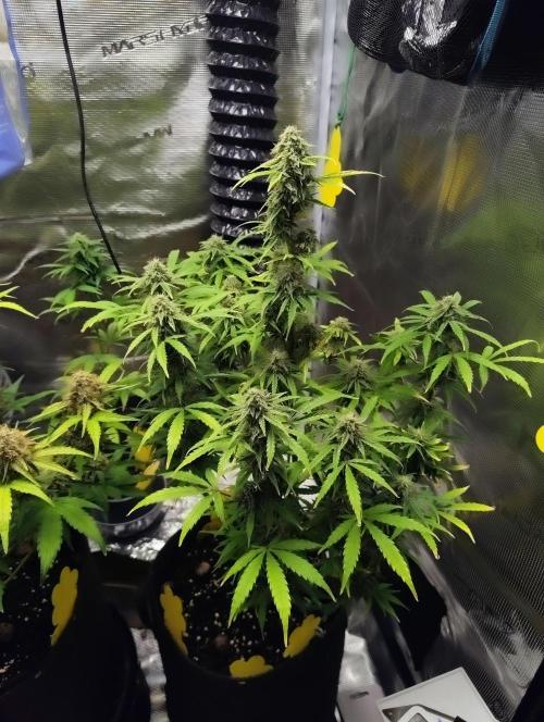 Fridolin420. Week 10 - Gelonade Auto
#ZamnesiaSeeds