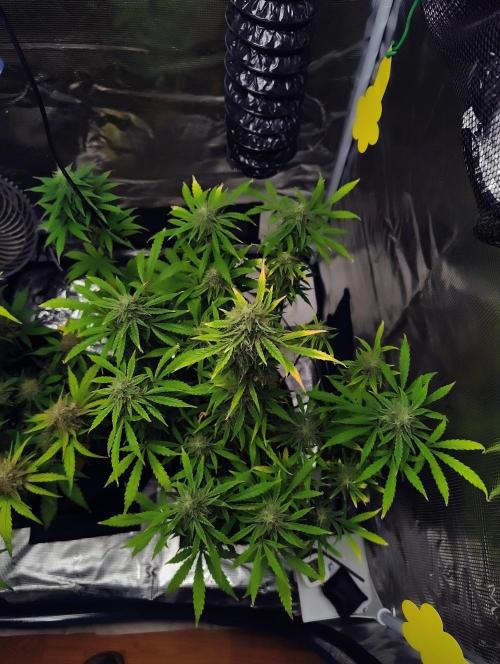 Fridolin420. Week 10 - Gelonade Auto
#ZamnesiaSeeds