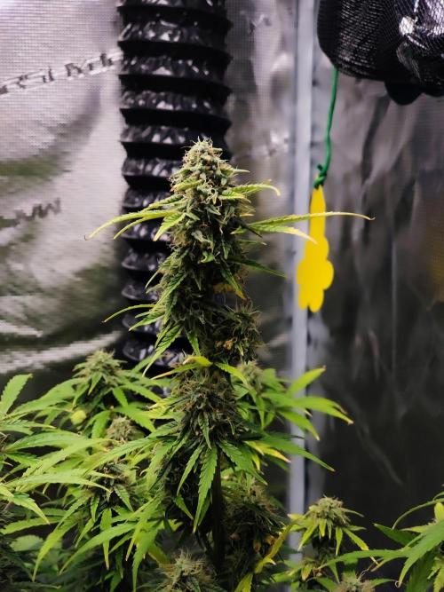 Fridolin420. Week 10 - Gelonade Auto
#ZamnesiaSeeds