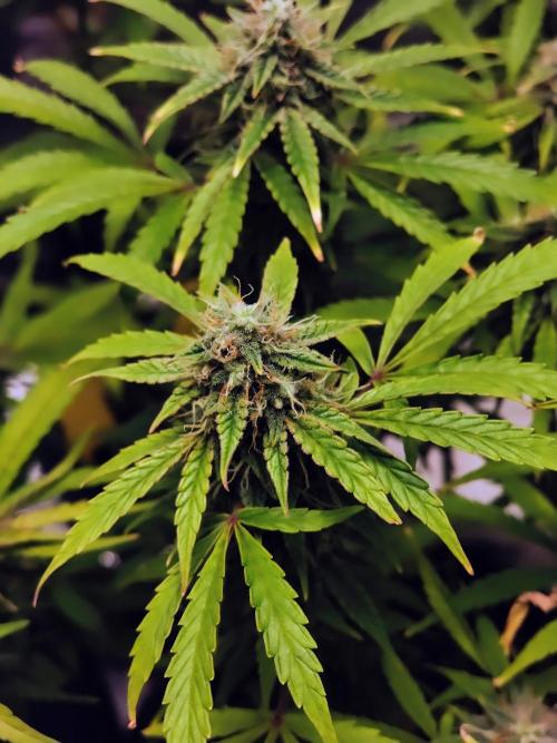 Fridolin420. Week 10 - Gelonade Auto
#ZamnesiaSeeds