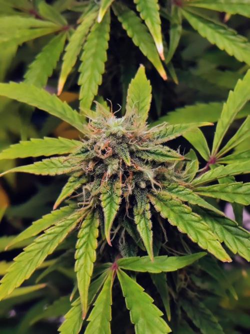 Fridolin420. Week 10 - Gelonade Auto
#ZamnesiaSeeds