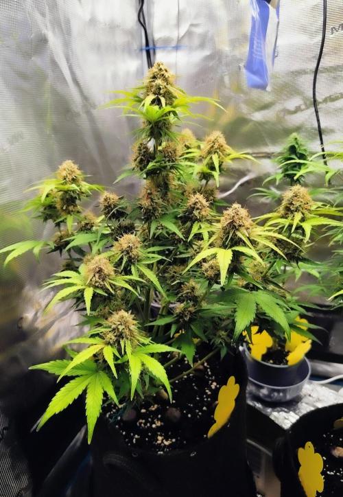 Fridolin420. Week 10 - Lava Cake Auto 
#ZamnesiaSeeds