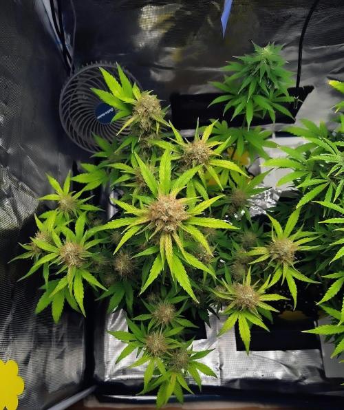 Fridolin420. Week 10 - Lava Cake Auto 
#ZamnesiaSeeds