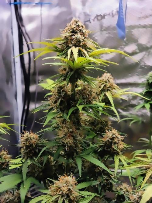 Fridolin420. Week 10 - Lava Cake Auto 
#ZamnesiaSeeds
