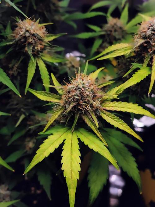 Fridolin420. Week 10 - Lava Cake Auto 
#ZamnesiaSeeds