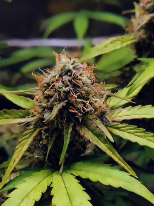 Fridolin420. Week 10 - Lava Cake Auto 
#ZamnesiaSeeds