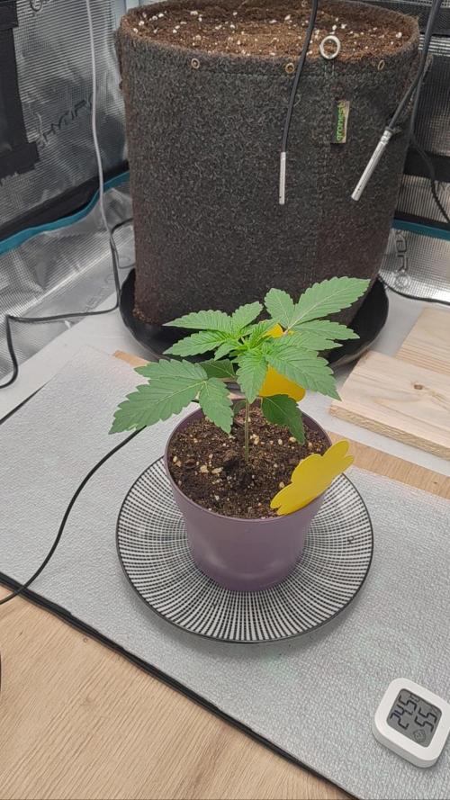 Grizzly. Week 3