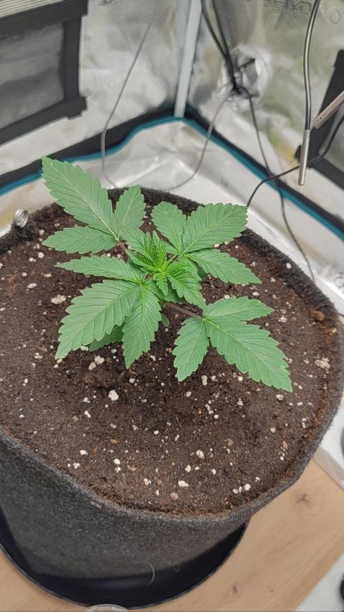 Grizzly. Week 3