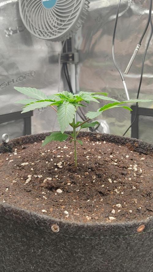 Grizzly. Week 3