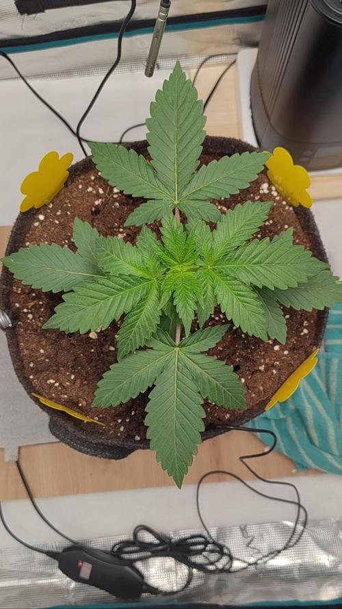 Zamnesia Seeds - Grizzly Glue door Fridolin420