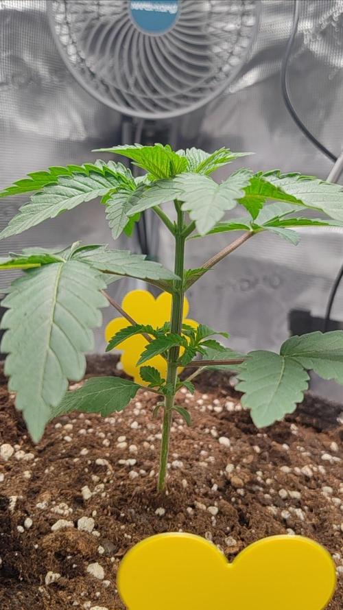 Grizzly. Week 3