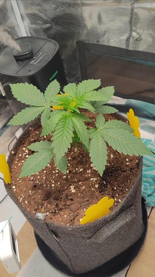 Grizzly. Week 3
