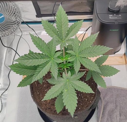 Grizzly. Week 4