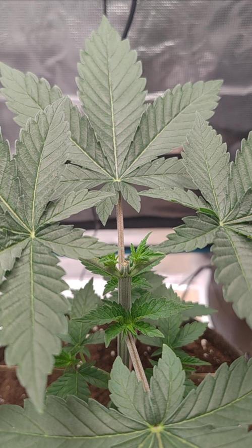 Grizzly. Week 4