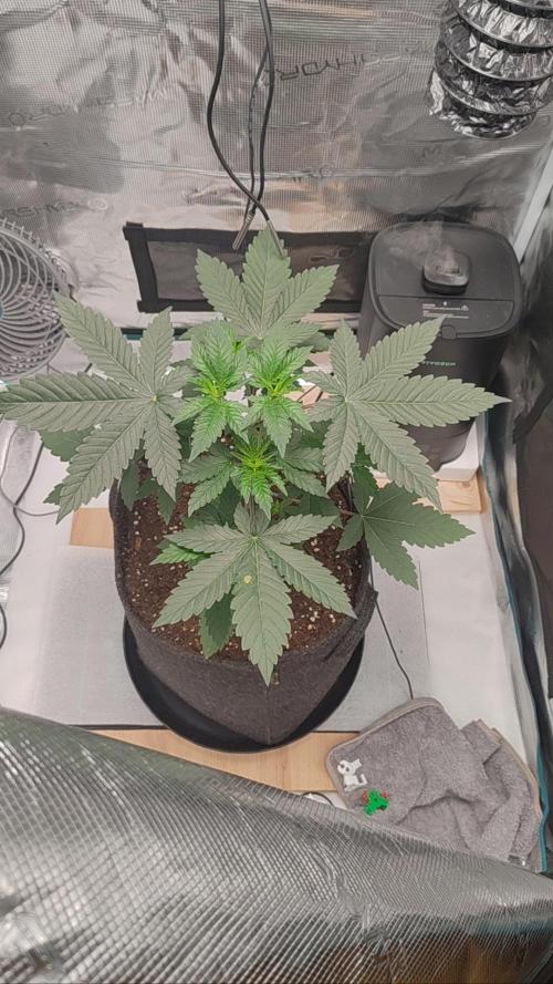 Grizzly. Week 4