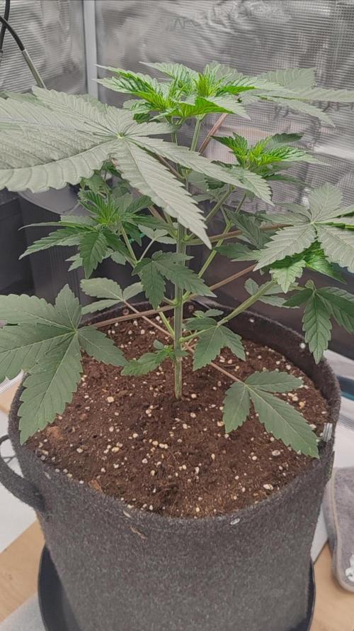 Grizzly. Week 4