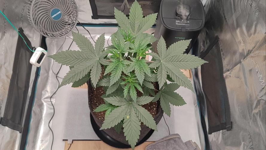 Grizzly. Week 4