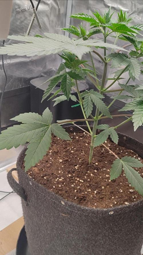 Grizzly. Week 4