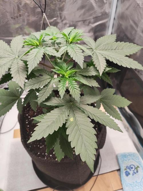 Grizzly. Week 4