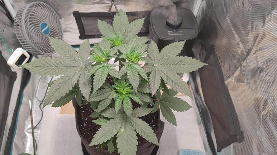 Grizzly. Week 4