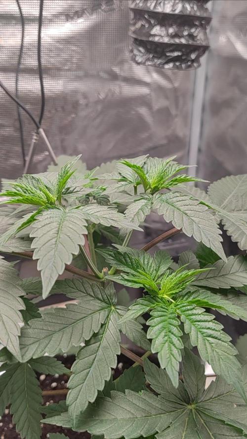 Grizzly. Week 4