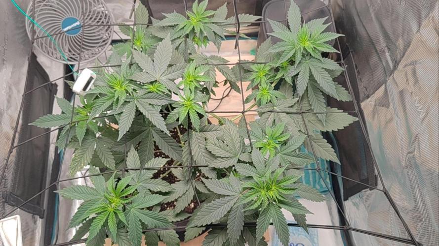 Grizzly. Week 6