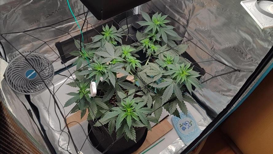 Grizzly. Week 6