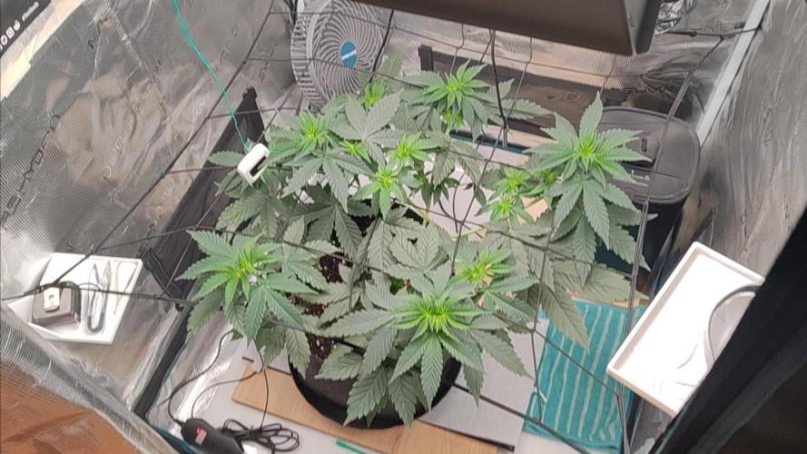 Grizzly. Week 6