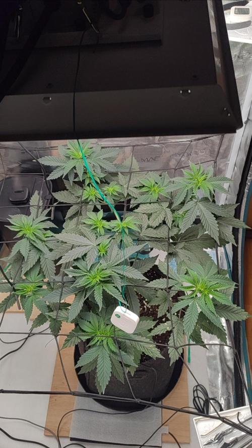 Grizzly. Week 6