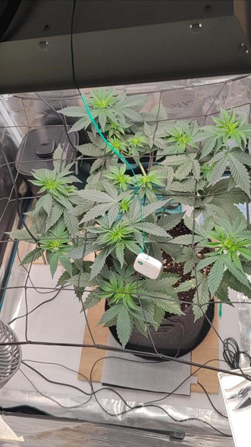 Grizzly. Week 6