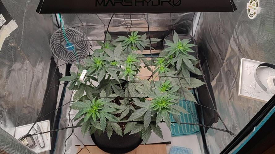 Grizzly. Week 6
