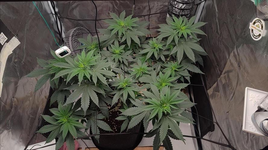 Grizzly. Week 8