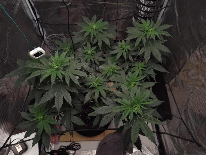 Grizzly. Week 8