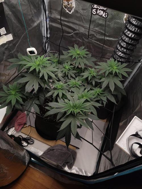 Grizzly. Week 8