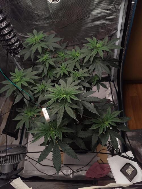 Grizzly. Week 8